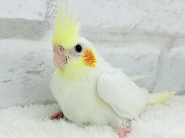 オカメインコ