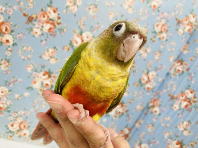 ホオミドリウロコインコ