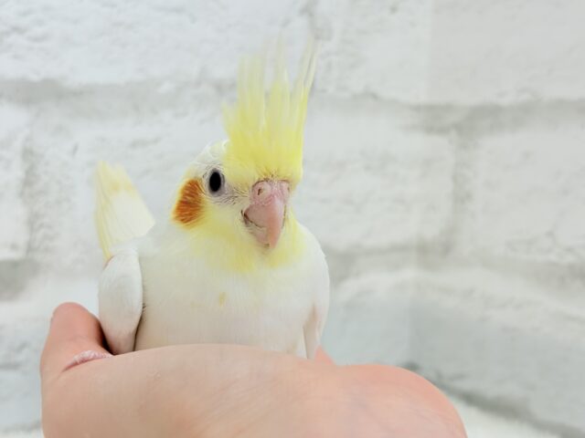 オカメインコ