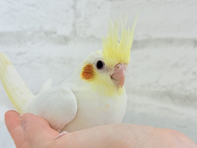 オカメインコ