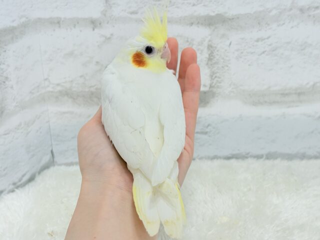 オカメインコ