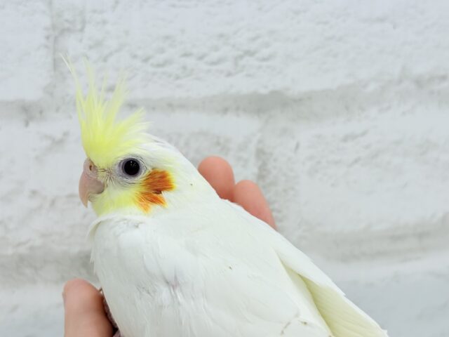 オカメインコ