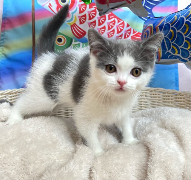 ブリティッシュショートヘア
