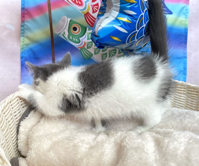 ブリティッシュショートヘア