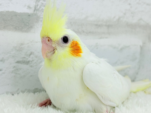 【最新画像更新🪄】頭の冠、お花みたいね🌼オカメインコ(ルチノー) ヒナ