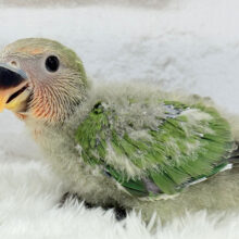 にっこにこ笑顔がチャームポイント.*･ﾟコザクラインコ(ノーマル) ヒナ