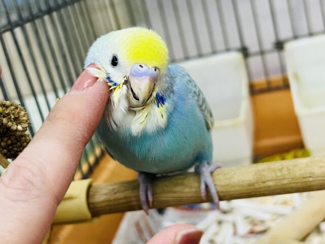 3色じゃ足りない😋◝✩目指すは7色㌨❕🍡セキセイインコ(パステルレインボースパングル/2025年3月下旬生まれ)