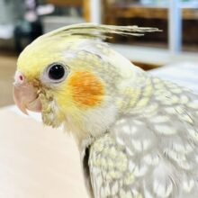【最新画像】レースのような上品な模様✨オカメインコ（シナモンパール）