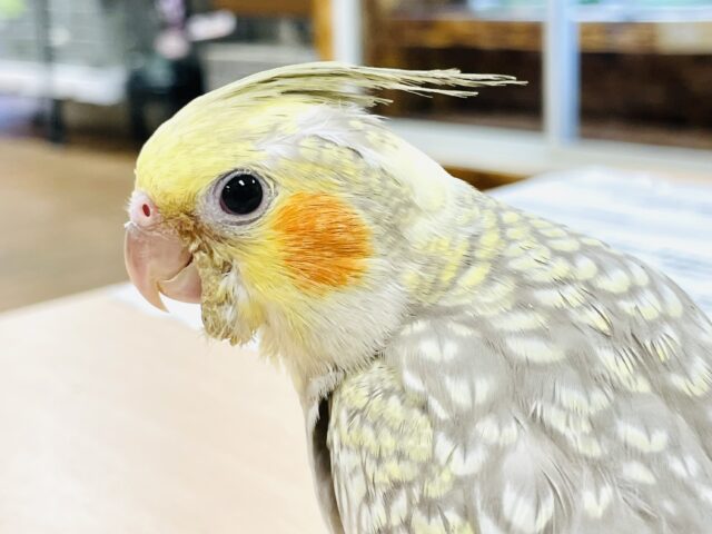 【最新画像】レースのような上品な模様✨オカメインコ（シナモンパール）