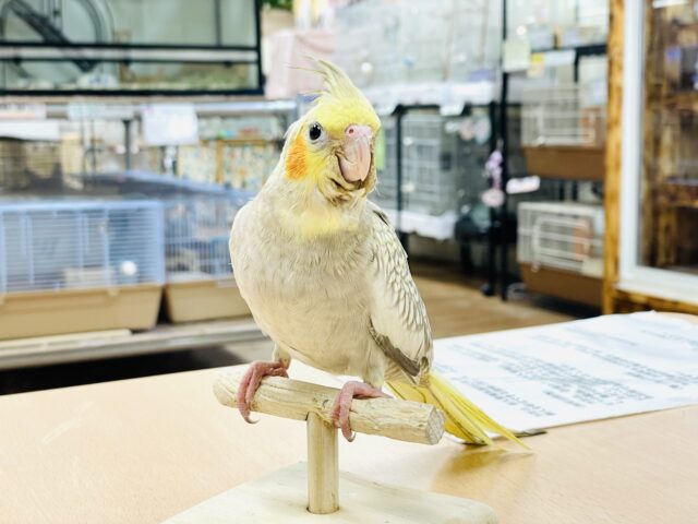 オカメインコ