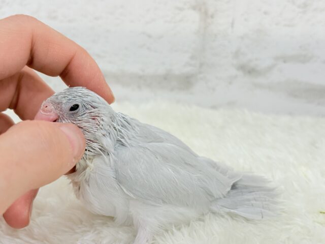 マメルリハ