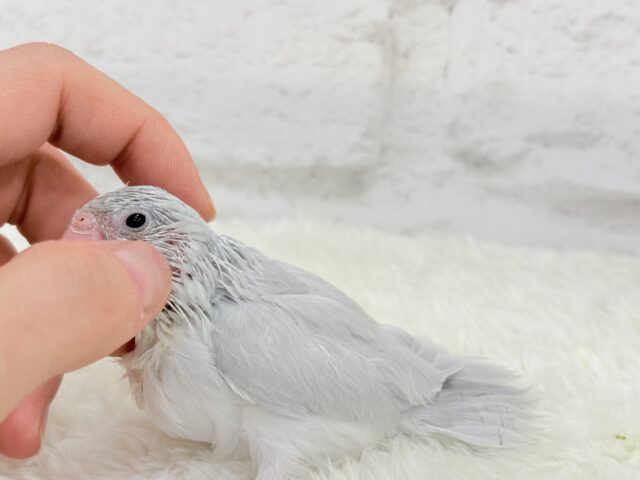 マメルリハ