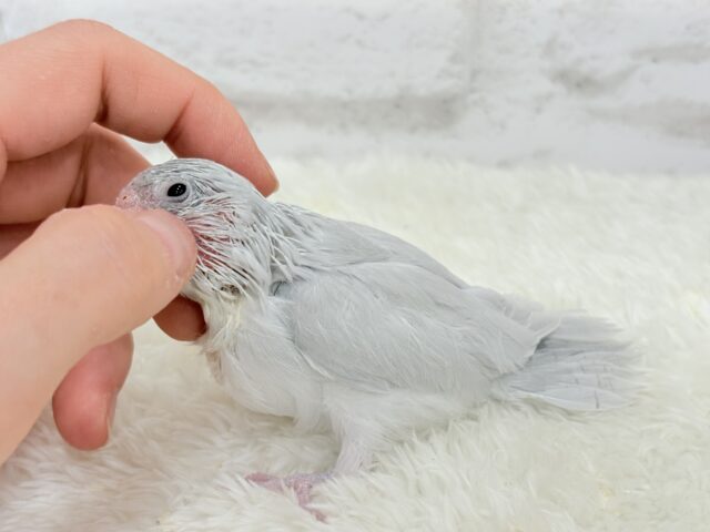 マメルリハ