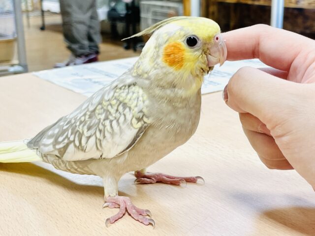 オカメインコ