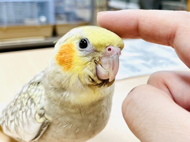 オカメインコ