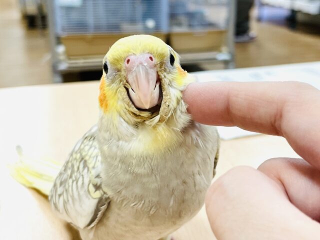 オカメインコ