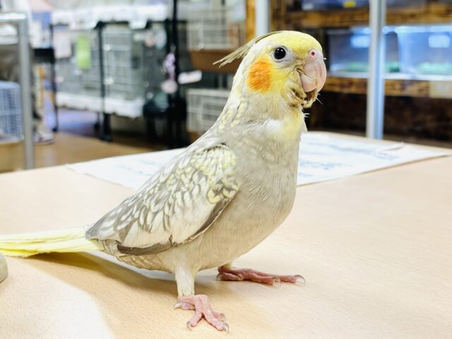 オカメインコ