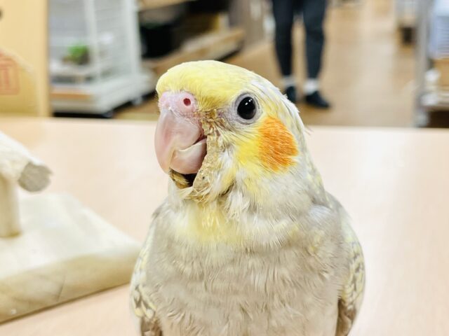 オカメインコ
