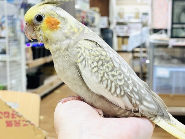 オカメインコ