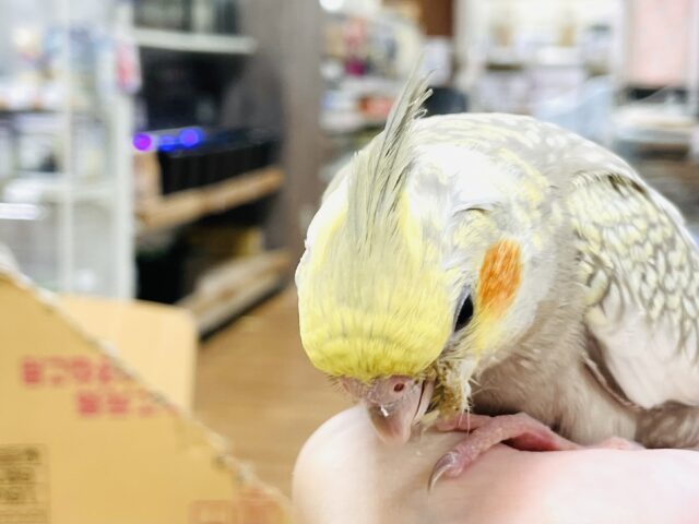 オカメインコ