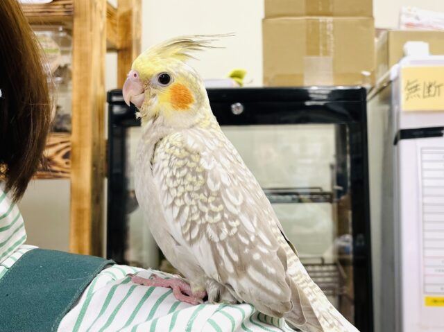 オカメインコ