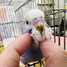 5/6更新☆誰よりも先駆け🏃‍♂️ᯓ芸術の春🖍️🌸✩.*˚セキセイインコ(ブルーオパーリン/2025年4月生まれ)