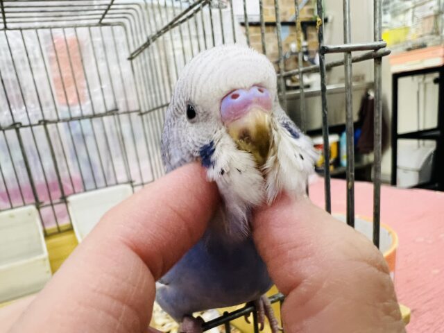 5/8更新☆誰よりも先駆け🏃‍♂️ᯓ芸術の春🖍️🌸✩.*˚セキセイインコ(ブルーオパーリン/2025年4月生まれ)