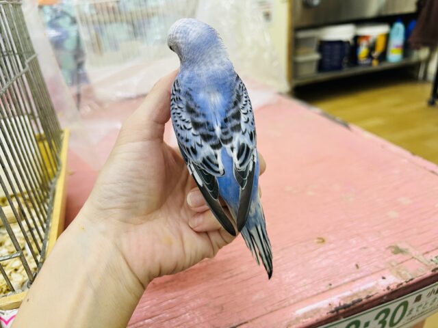 セキセイインコ