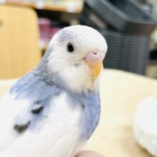 【最新画像】モフっと可愛いセキセイインコちゃん（パイド）