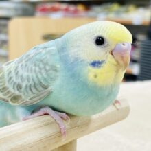 【最新画像】表情豊かなセキセイインコちゃん（パステルカラーレインボー）