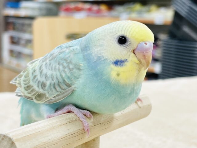 【最新画像】表情豊かなセキセイインコちゃん（パステルカラーレインボー）