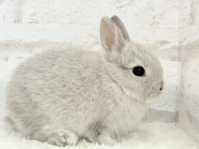 ネザーランドドワーフ