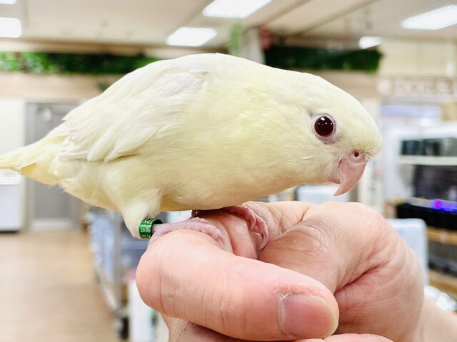 サザナミインコ