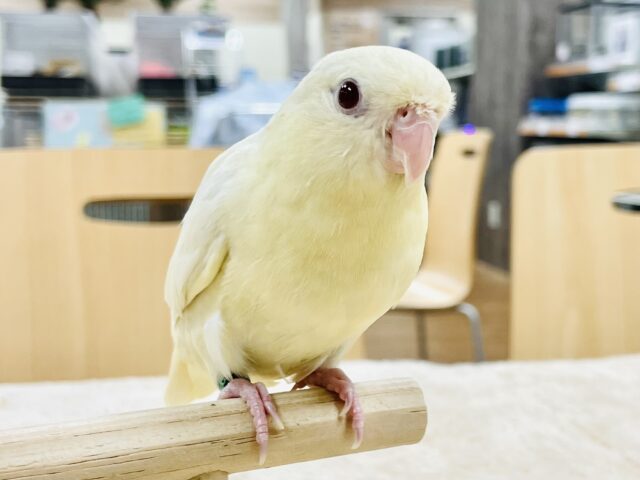 【最新画像🪄︎︎】優しいカラーにまん丸フォルム💛サザナミインコ（クリーム）