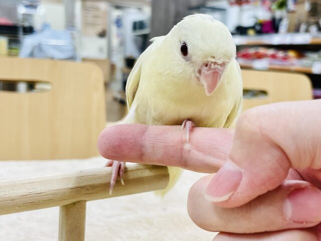 サザナミインコ