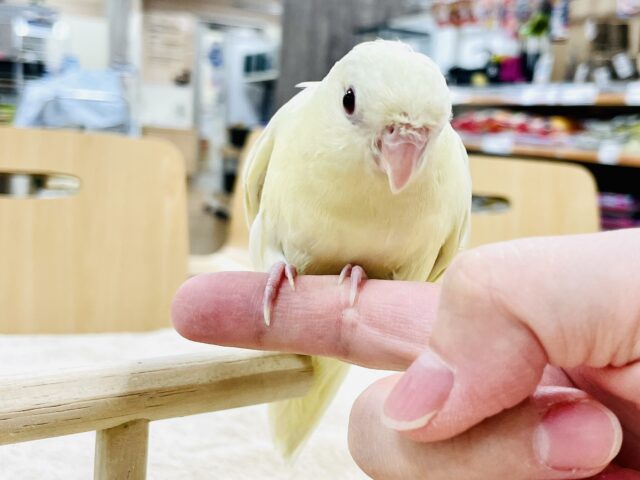 サザナミインコ