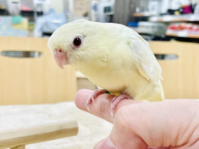 サザナミインコ