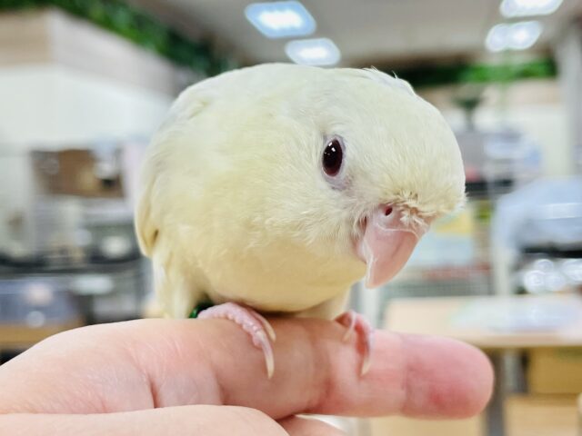 サザナミインコ