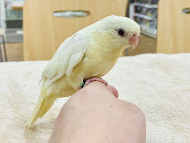 サザナミインコ