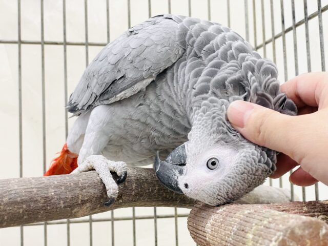 ヨウム