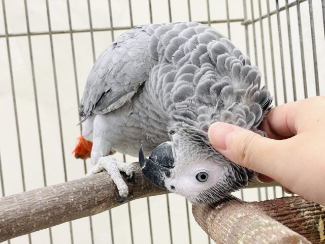 ヨウム