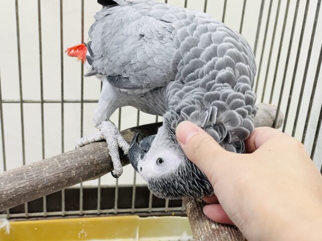 ヨウム