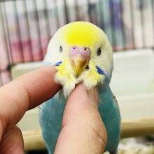 5/8更新☆滾れ！🛣𖤐´-𝕞𝕚𝕟𝕥の爽快みなぎるぱわわ！🌿‬セキセイインコ(パステルレインボー/2025年4月生まれ)