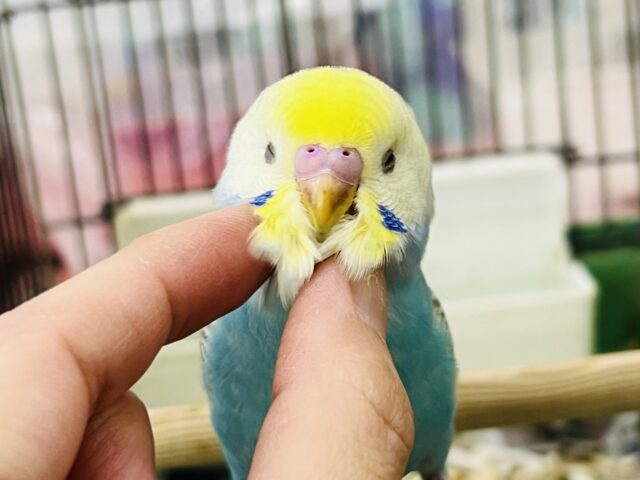 5/8更新☆滾れ！🛣𖤐´-𝕞𝕚𝕟𝕥の爽快みなぎるぱわわ！🌿‬セキセイインコ(パステルレインボー/2025年4月生まれ)