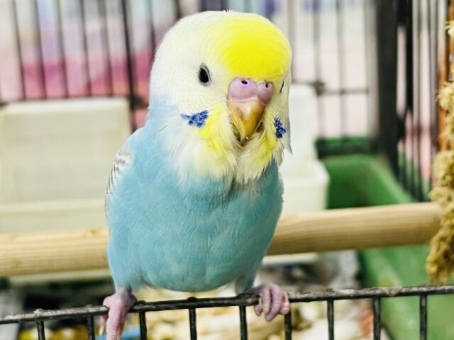 セキセイインコ