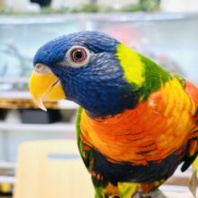 【最新画像】やんちゃな遊び好き🌟ゴシキセイガイインコ