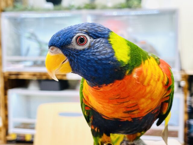 【最新画像】やんちゃな遊び好き🌟ゴシキセイガイインコ