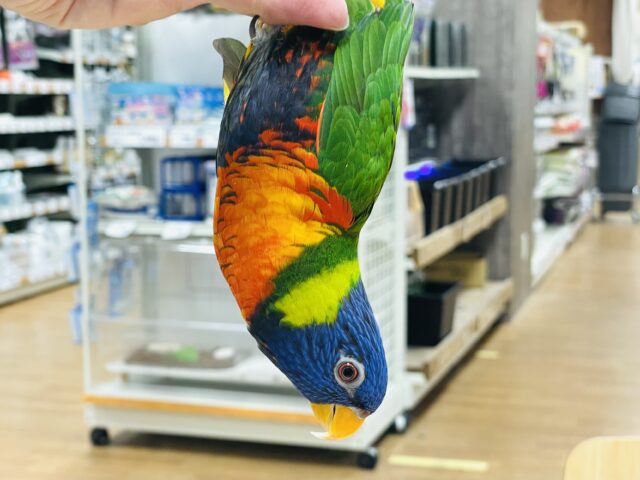 ゴシキセイガイインコ