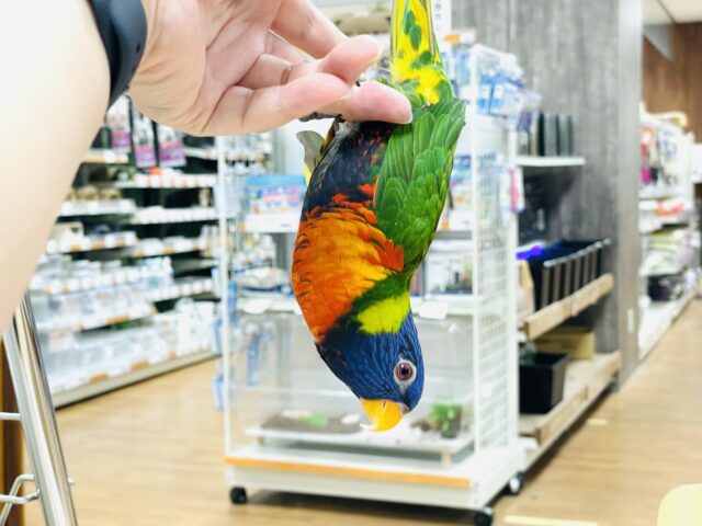 ゴシキセイガイインコ