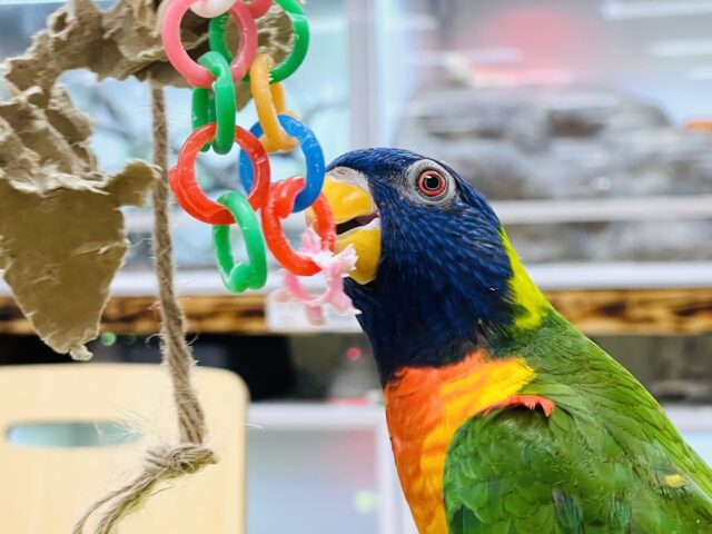 ゴシキセイガイインコ